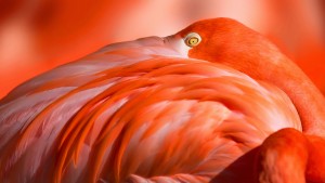 Flamingo Eye